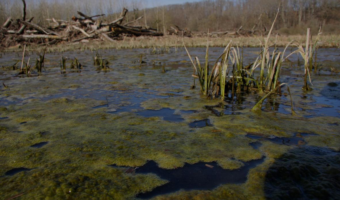Eutrophisation Développement des algues filamenteuses dans l'ancien lit de la Boivre suite à coupe de peupliers, Vienne