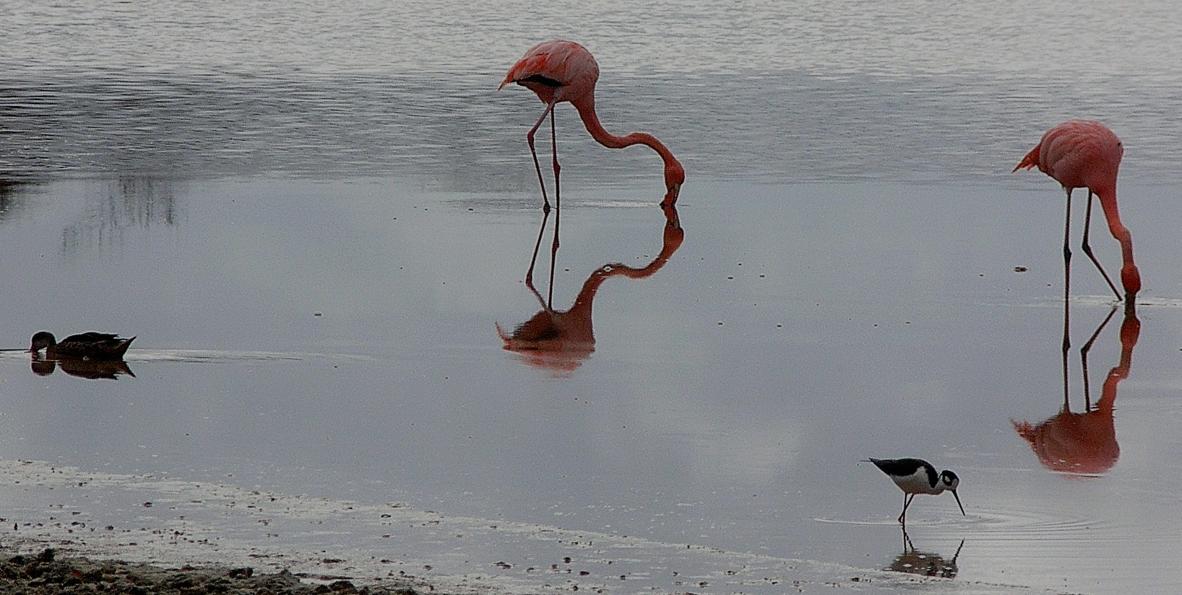 Flamants roses se nourrissant