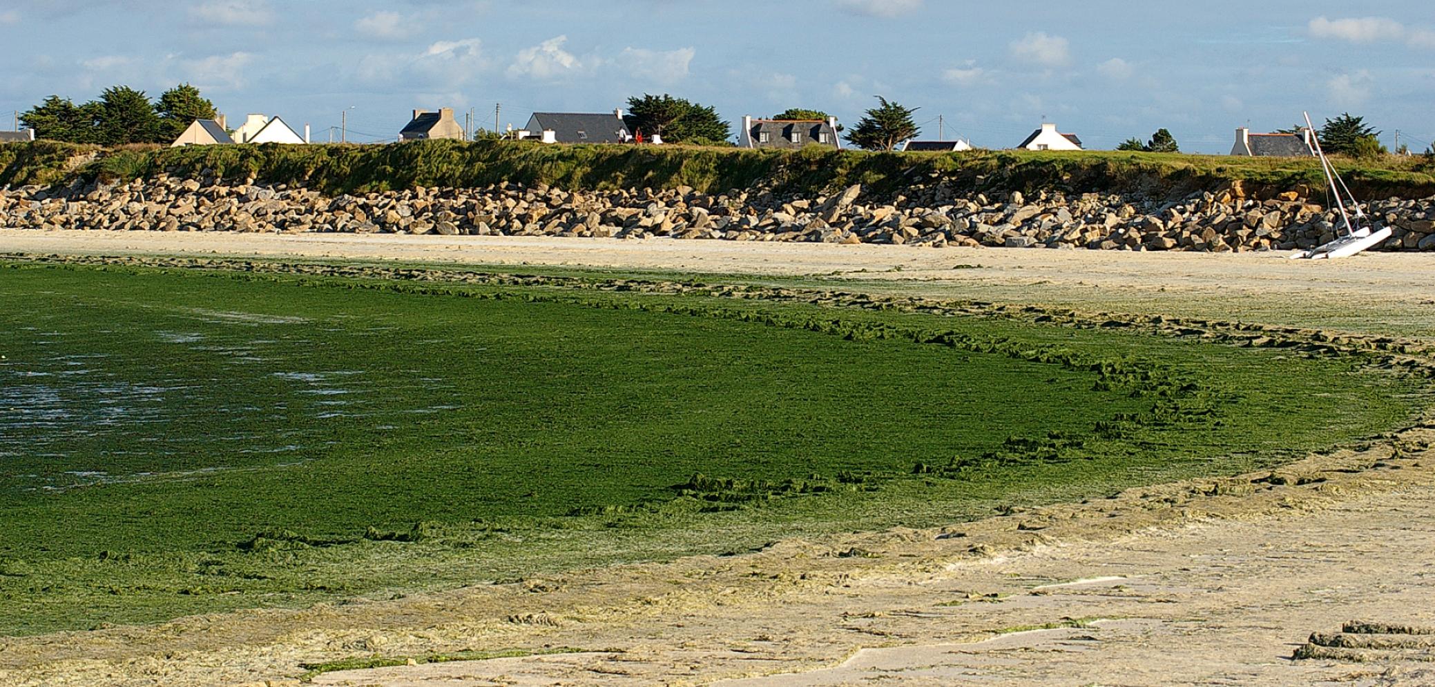 Prolifération d'algues vertes sur une plage en Bretagne