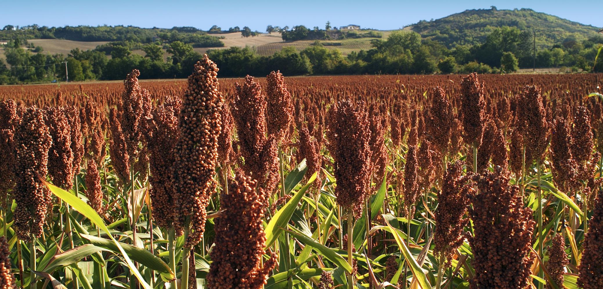 Culture de sorgho fourrager