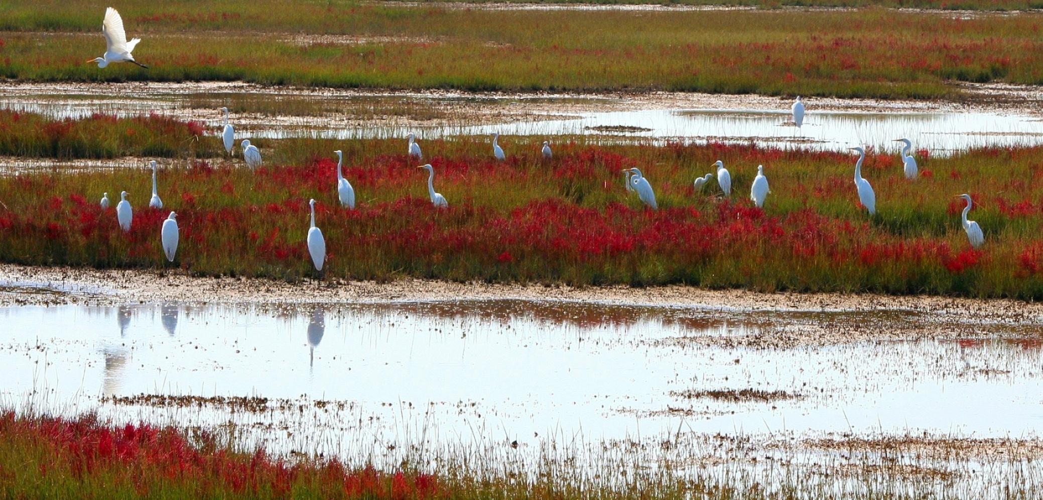 Hivernage d’échassiers et de canards sur un étang en France