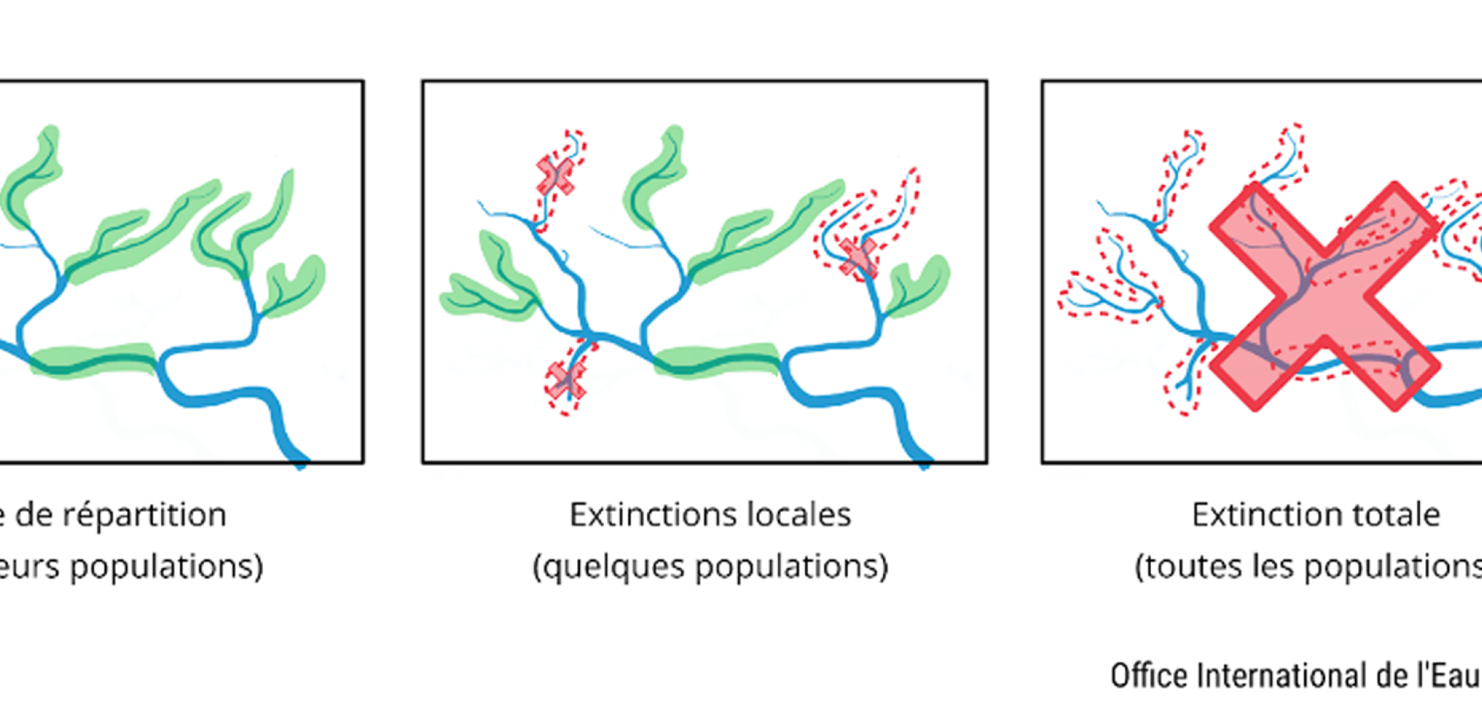 Schéma Extinction locale ou totale d'une espèce OIEau